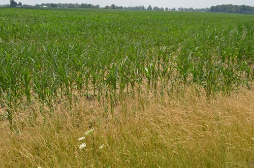 Property photo 11 - 51.5 Acres Offered in 5 tracts, 2 Farm Sites
